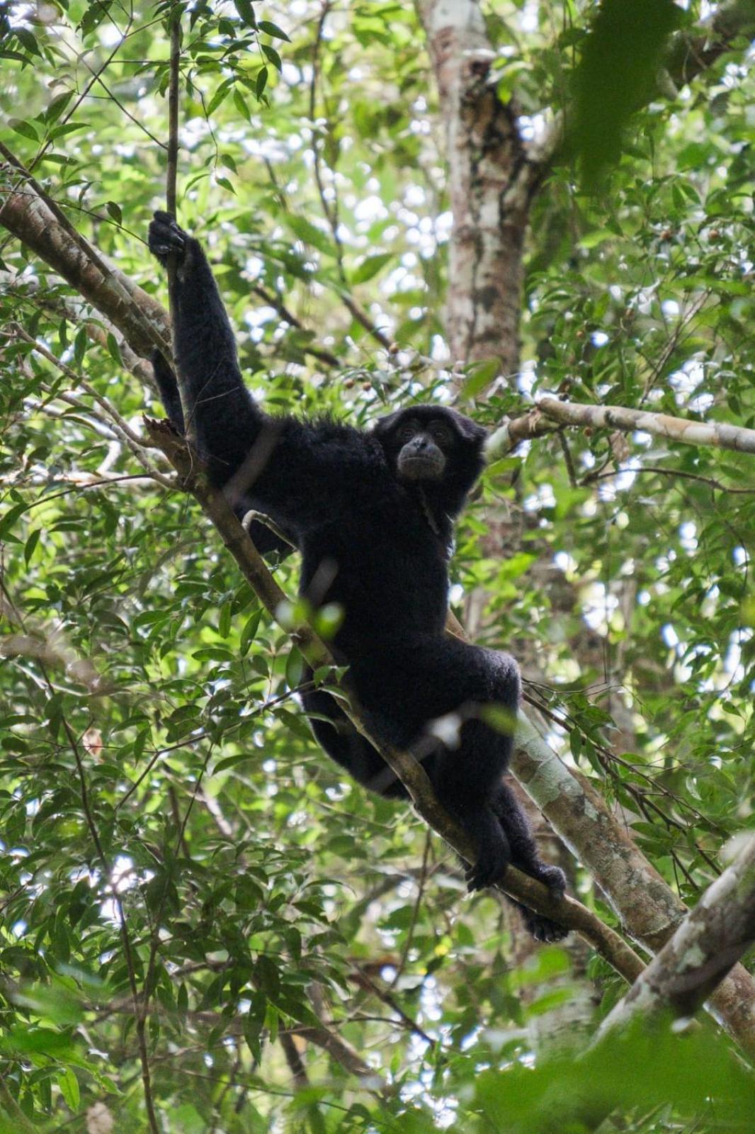 Magpie Homestay & Jungle Trekking Especially For Guest Trekking With Us บูกิตลาวัง ภายนอก รูปภาพ