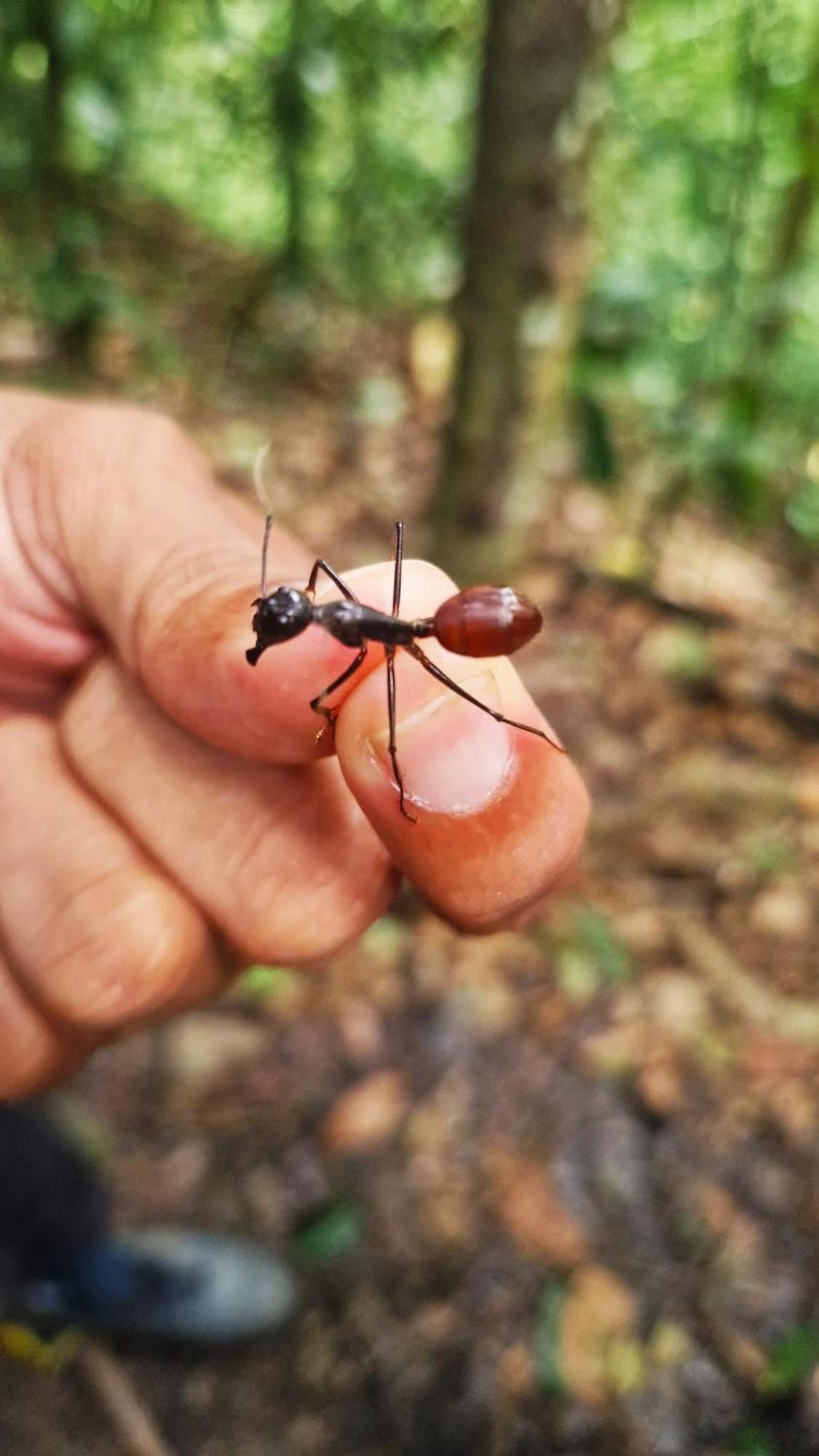 Magpie Homestay & Jungle Trekking Especially For Guest Trekking With Us บูกิตลาวัง ห้อง รูปภาพ