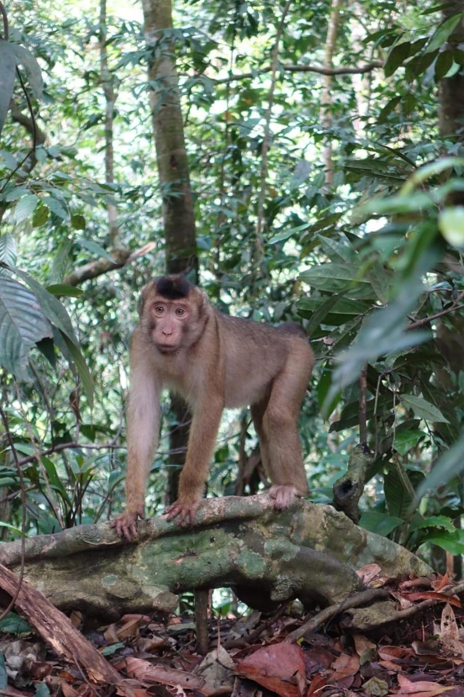 Magpie Homestay & Jungle Trekking Especially For Guest Trekking With Us บูกิตลาวัง ห้อง รูปภาพ