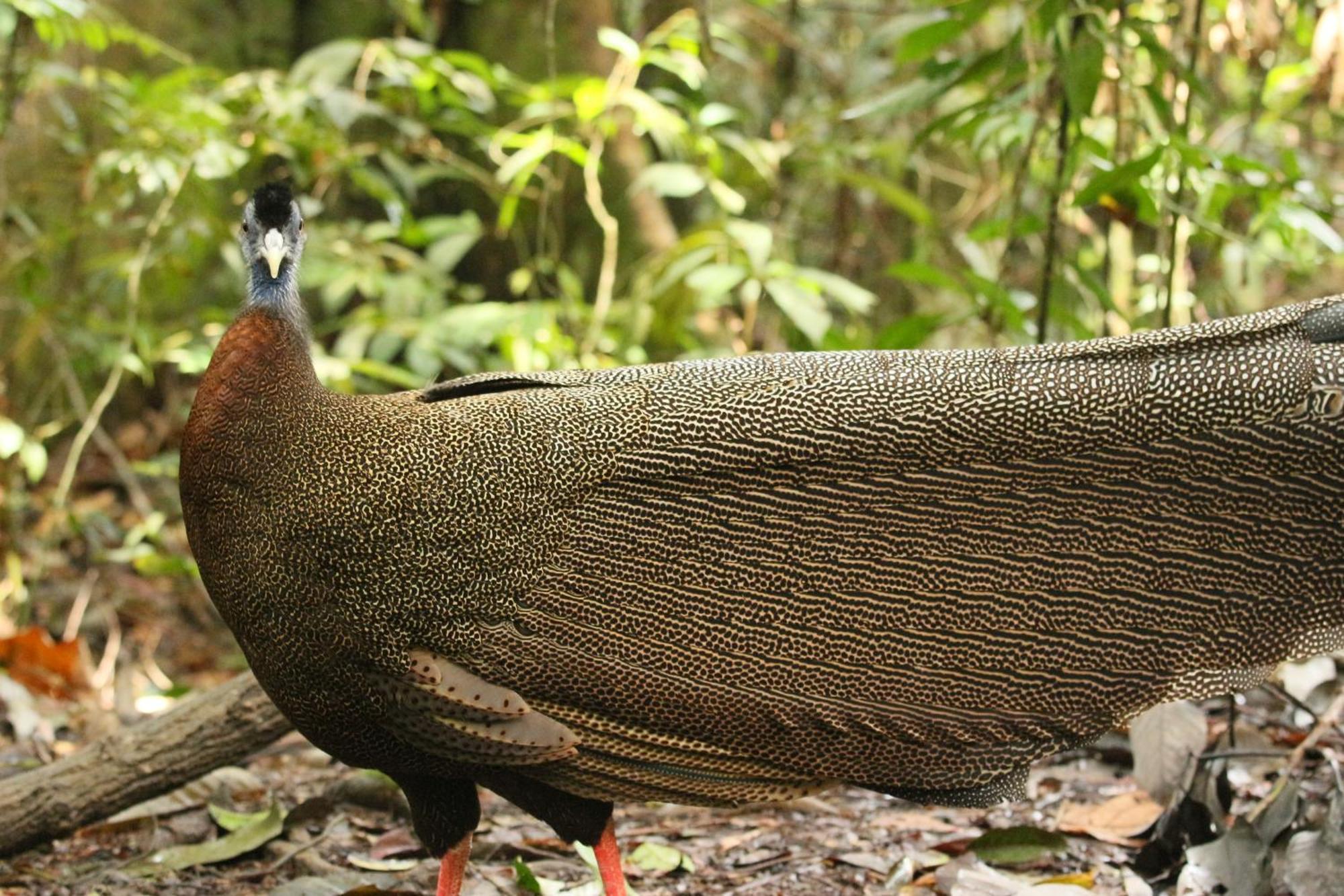 Magpie Homestay & Jungle Trekking Especially For Guest Trekking With Us บูกิตลาวัง ภายนอก รูปภาพ