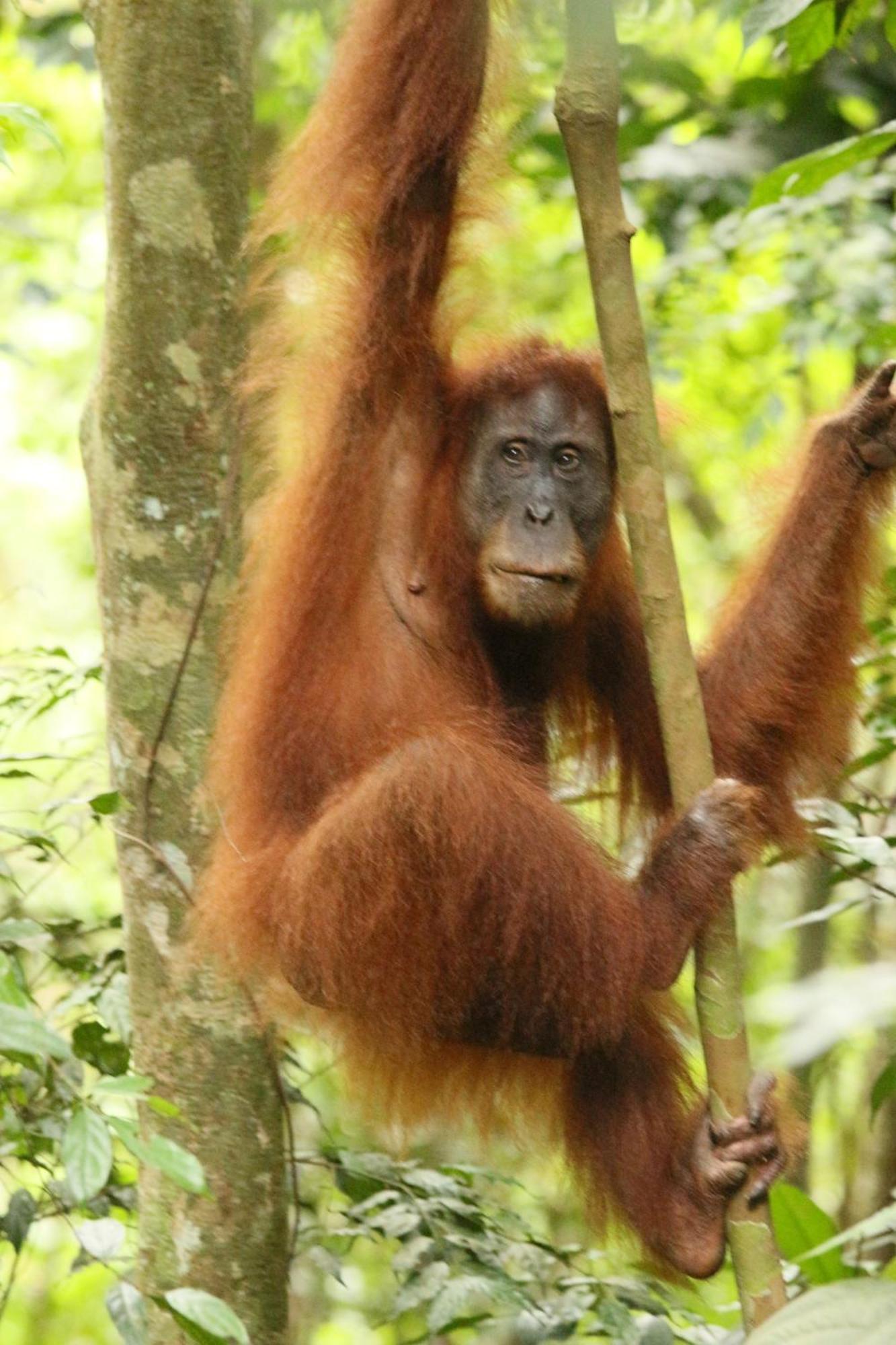 Magpie Homestay & Jungle Trekking Especially For Guest Trekking With Us บูกิตลาวัง ภายนอก รูปภาพ