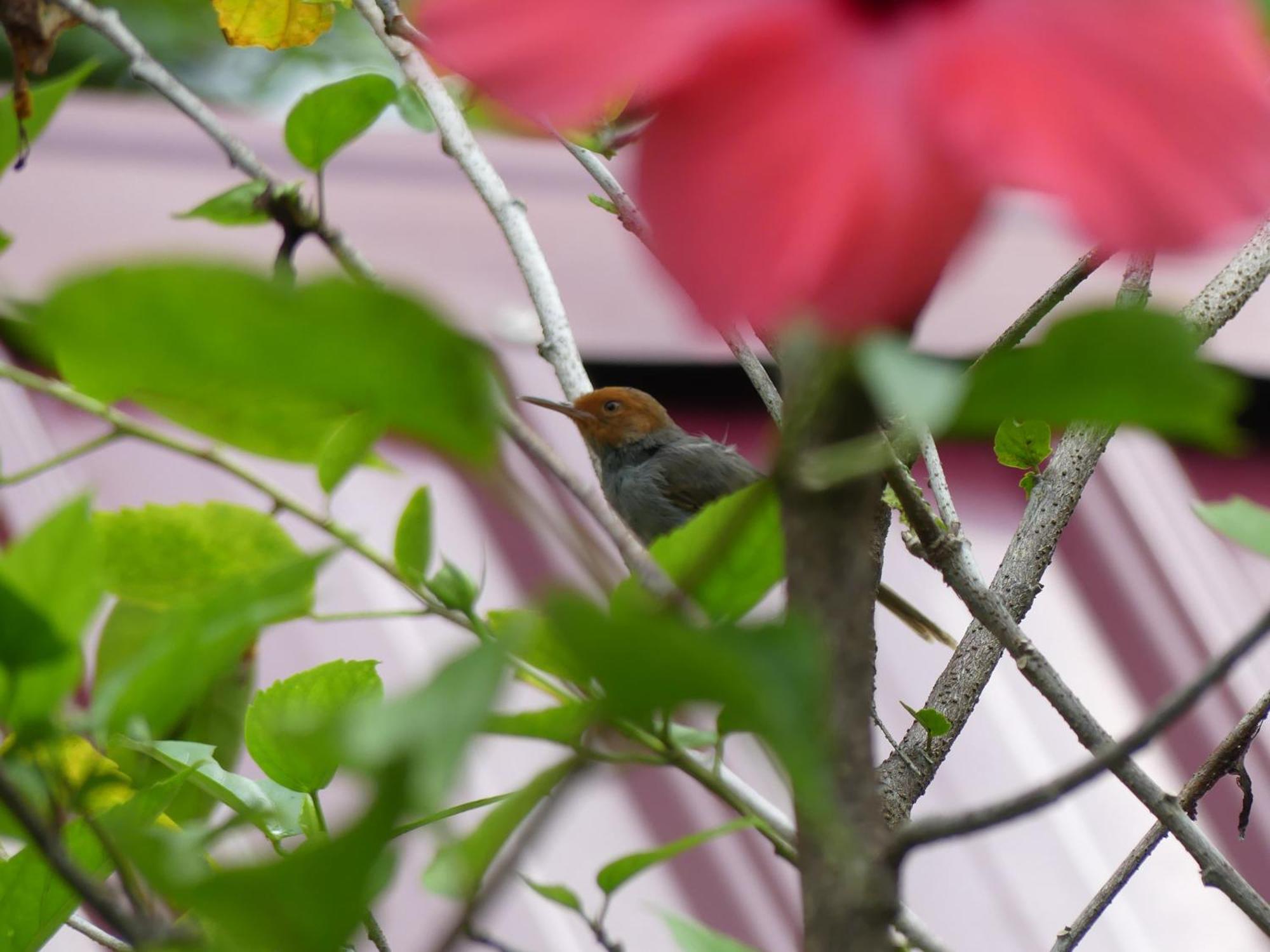 Magpie Homestay & Jungle Trekking Especially For Guest Trekking With Us บูกิตลาวัง ห้อง รูปภาพ